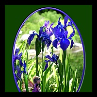 5x7 Irises wFairy-3
